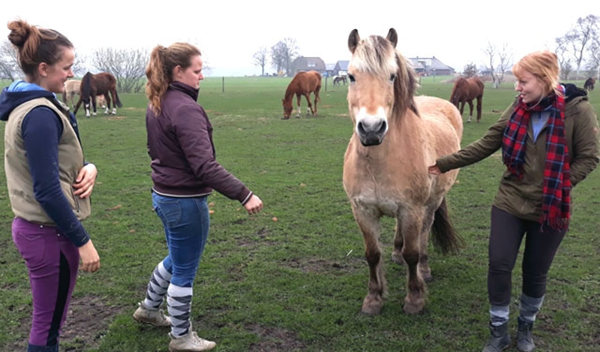 Vrijwilligers SAP bezoeken hun gepensioneerd paard