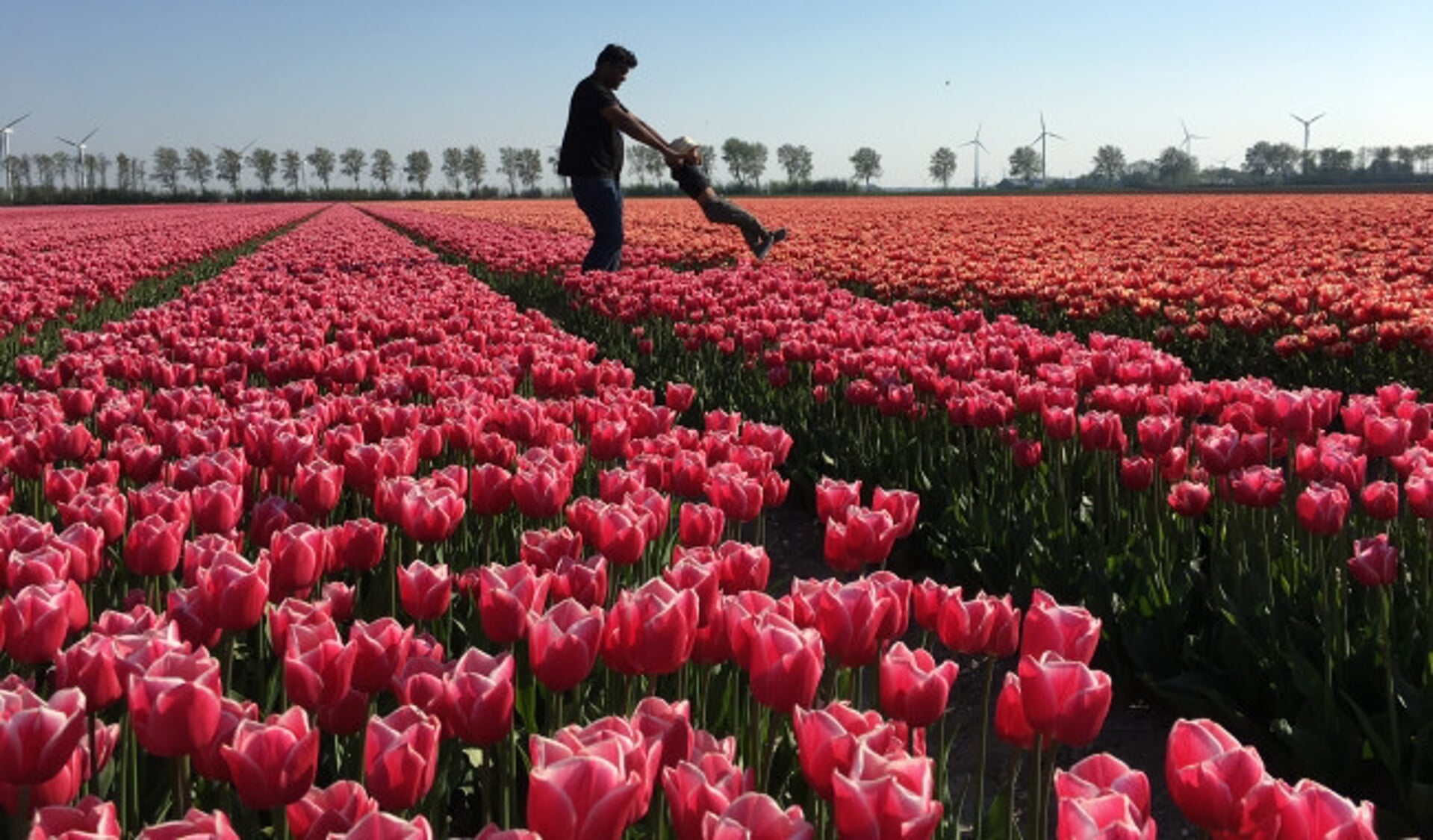  Engelse toeristen tussen Flevolandse tulpen.
