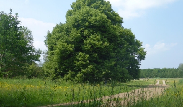 De lelijke linde van Roggebotstaete