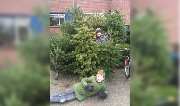 Thijs Jasper (midden) en Jasper Lips (onder) met een deel van hun 101 kerstbomen.