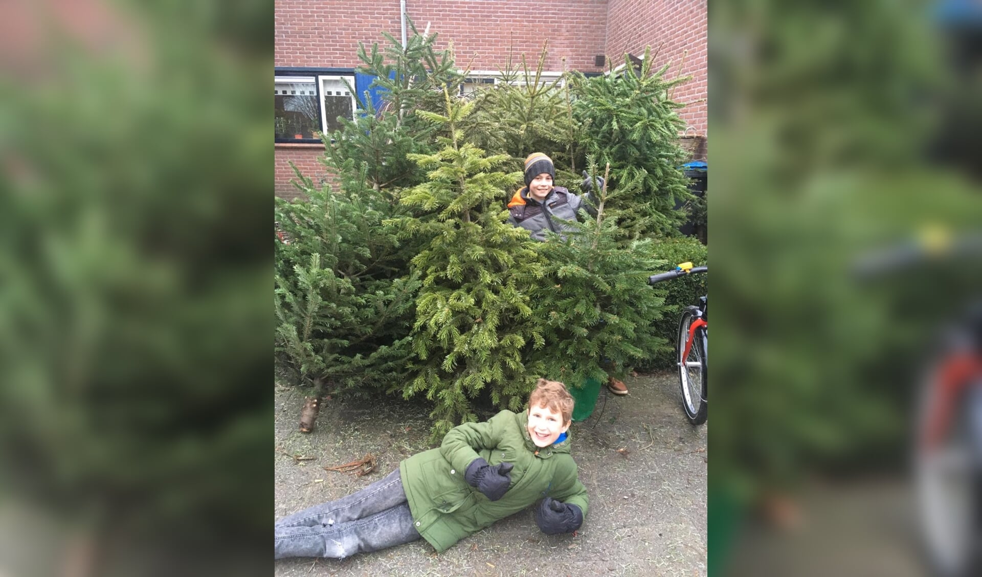  Thijs Jasper (midden) en Jasper Lips (onder) met een deel van hun 101 kerstbomen.