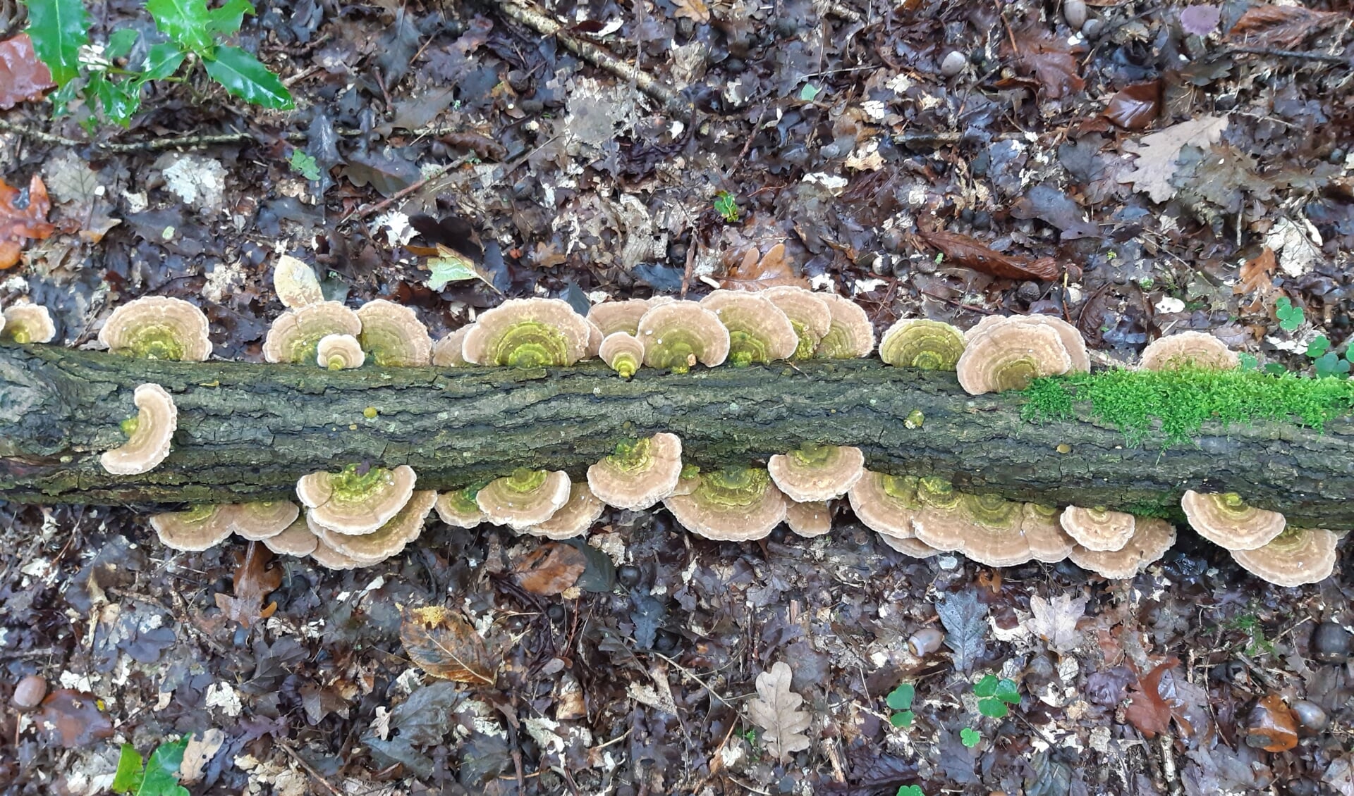 Een paddenstoelslang