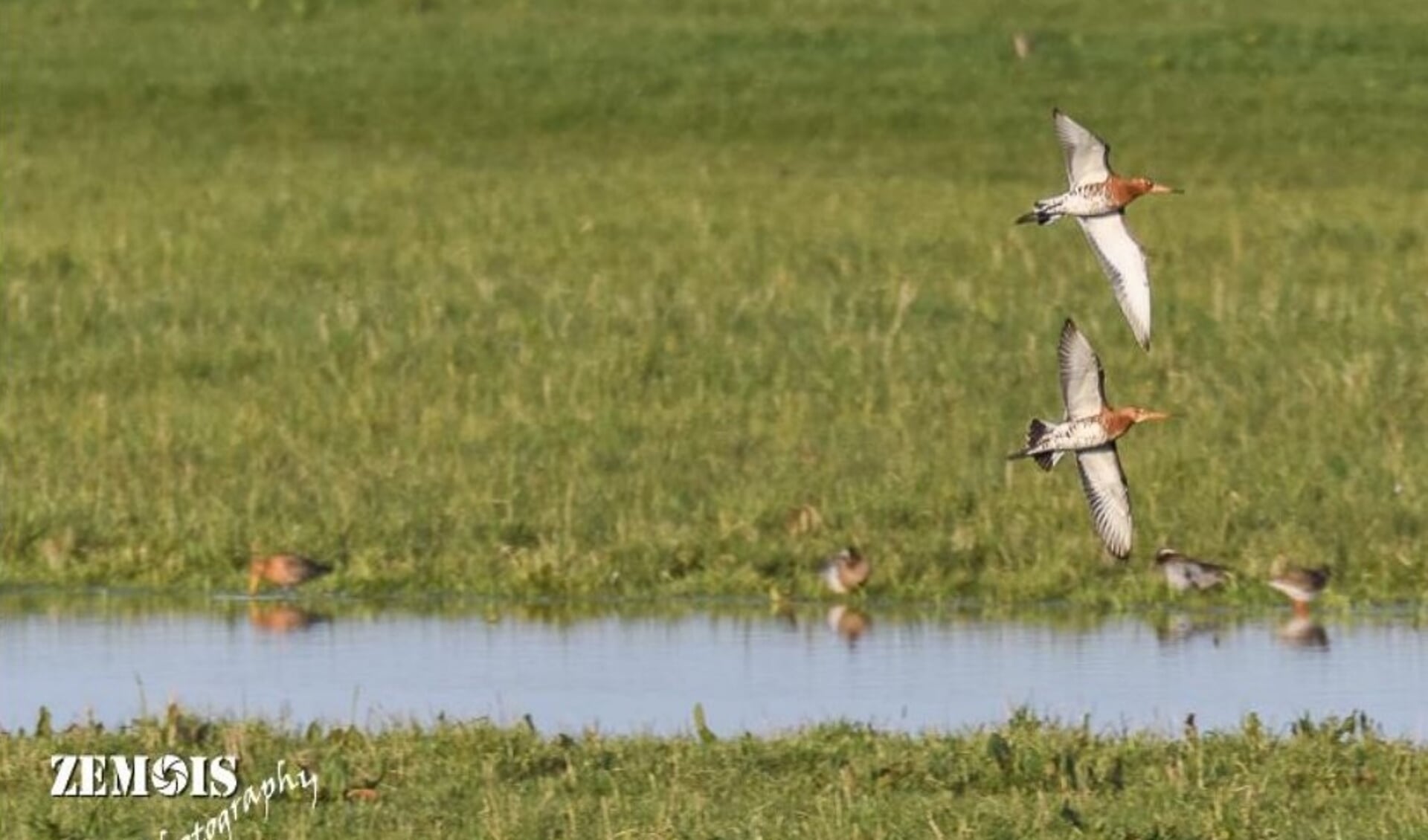 Tureluur en grutto bij de plasdras Hoenwaard Noord