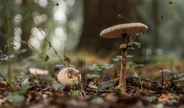<p> Al je zintuigen prikkelen tijdens de zin-in-herfst-wandeling. </p>