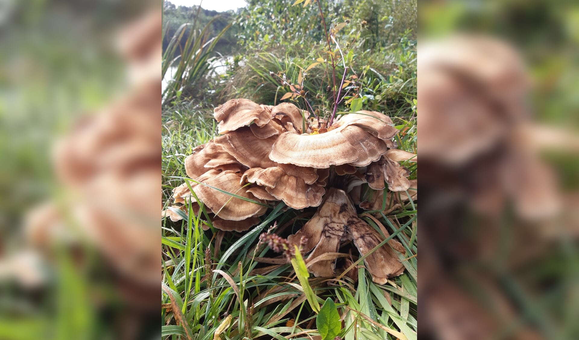 Gekke paddenstoel