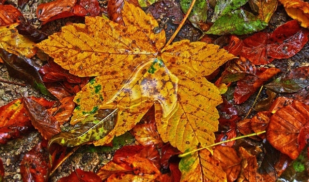 Herfstblad