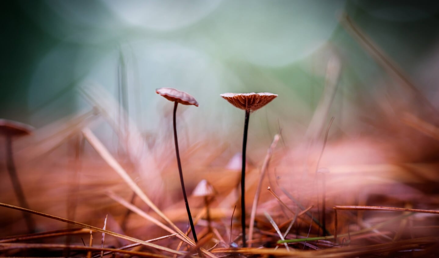 2 super kleine paddenstoeltjes die toch heel groots kunnen lijken