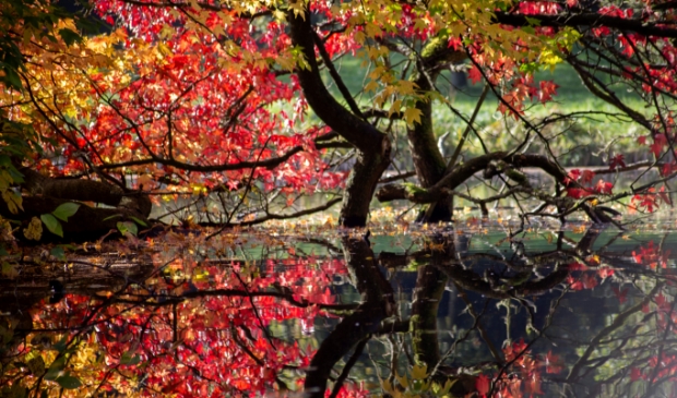 <p>Een prachtige verbeelding van de herfst met zijn dieprode kleuren.</p>