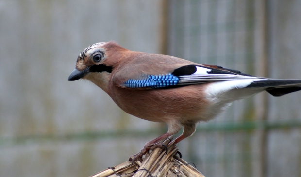 <p>Vlaamse Gaai</p>