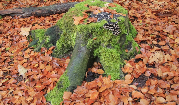<p>Groene Lockdown</p>