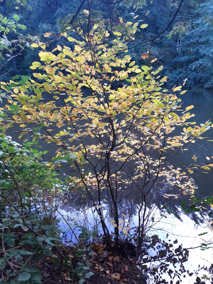 Een boom met al een prachtige herfstkleur,mooi doorkijkjes zo!