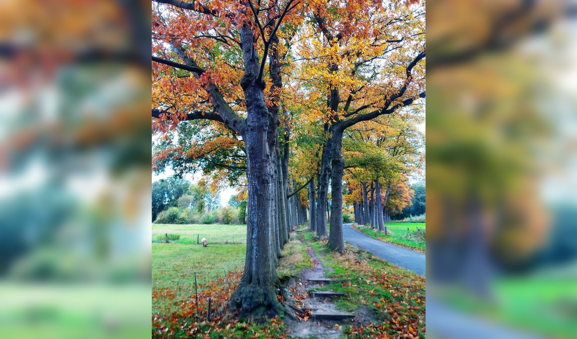 Prachtig wandelpaadje gehuld in herfstkleuren. Zuthemerweg. 