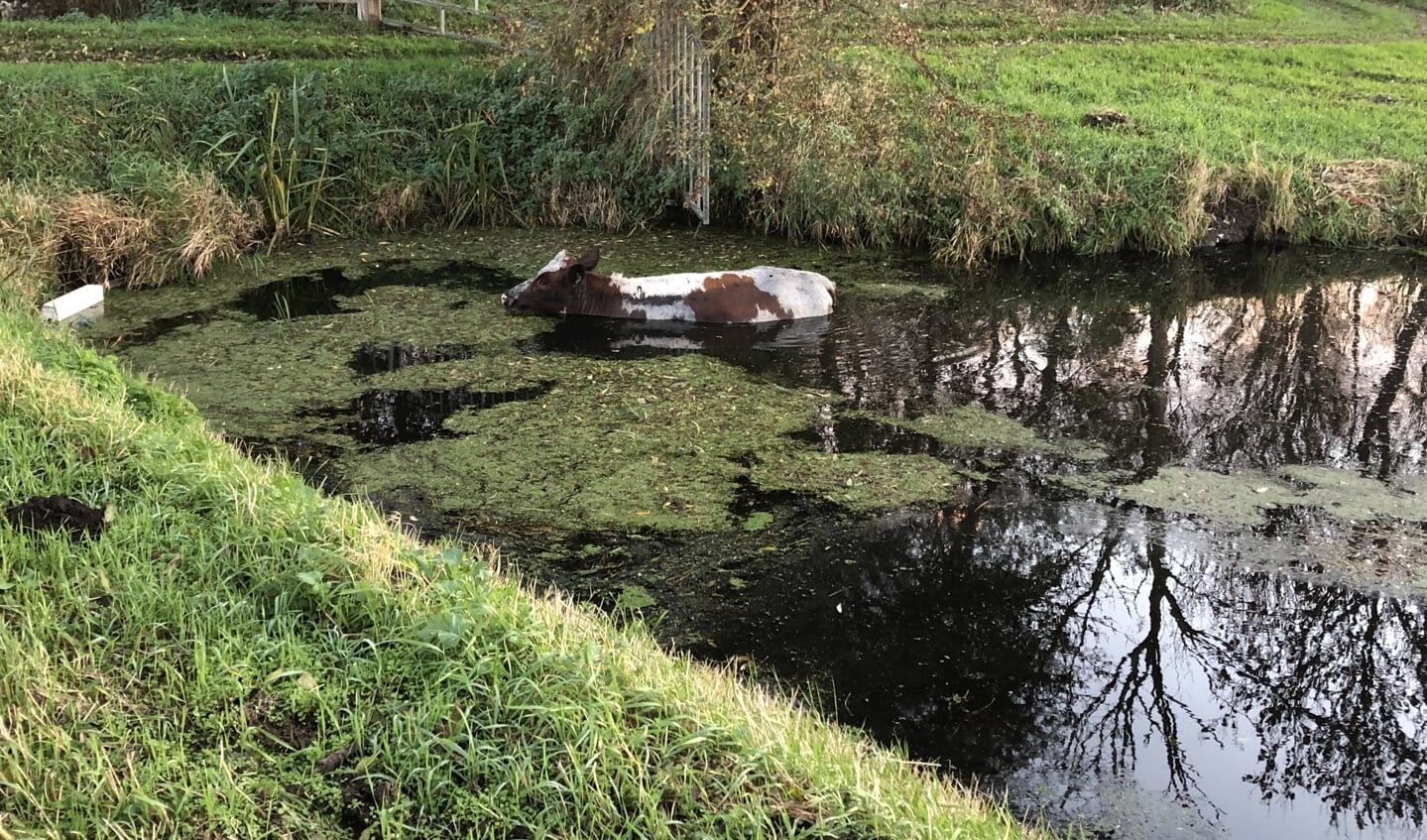 De koe kijkt rustig rond in het water 