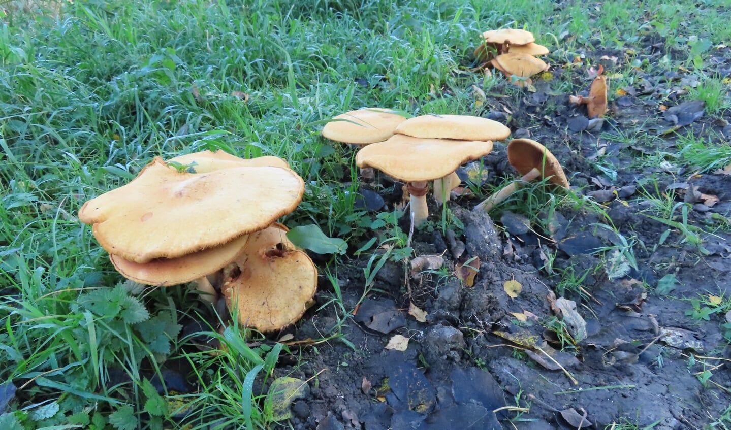 De bijzondere paddenstoel in het Wisentbos.