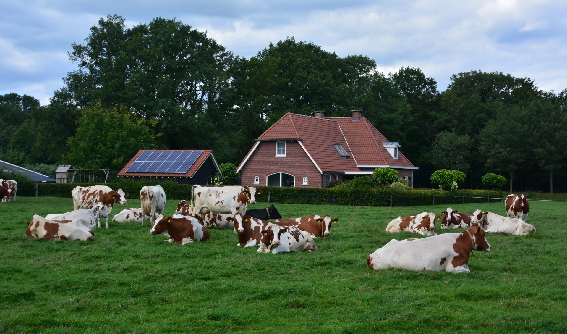 Koeien op het Twentse platteland