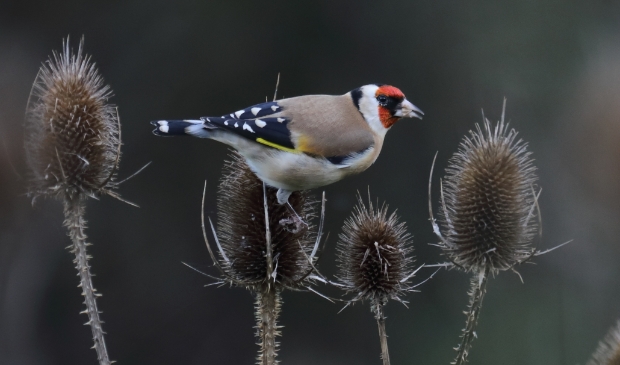 Bij een wandeling langs een volkstuintje ontdekte ik een putter of distelvink. Deze prachtige vogel zat ijverig de de zaden van een kaardebol op te peuzelen. Ieder jaar in de herfst zoeken de putters naar deze kaardebollen, die hen een heerlijke maal