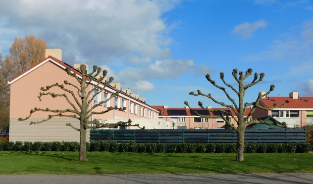 De lindebomen op de hoek van De Greente en de Lange Streek.