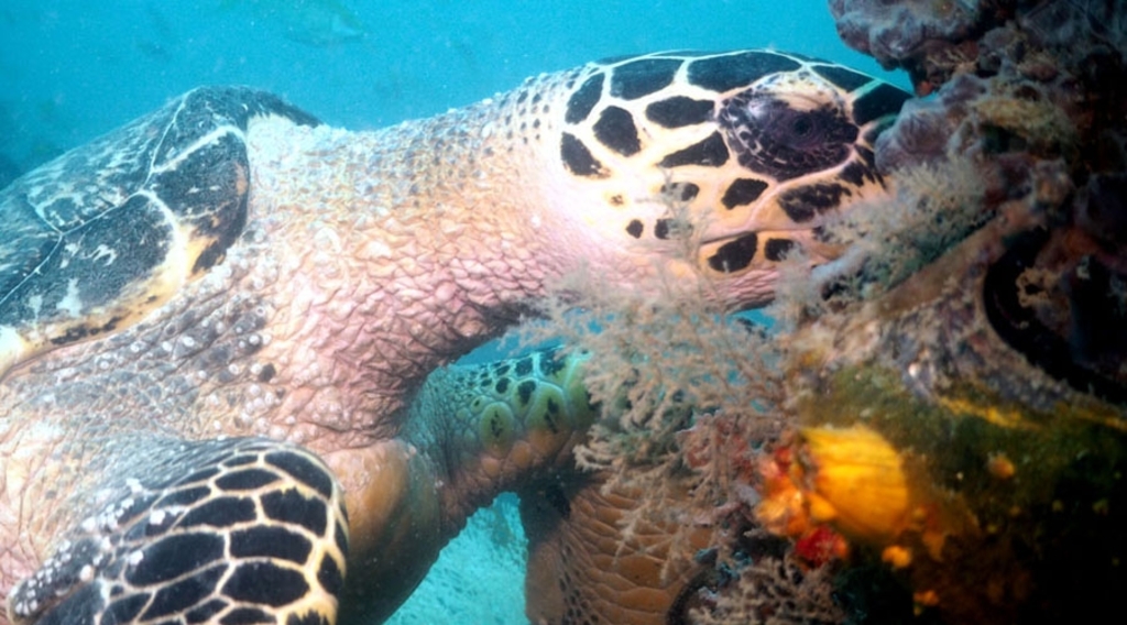 Turtle Diverkees
