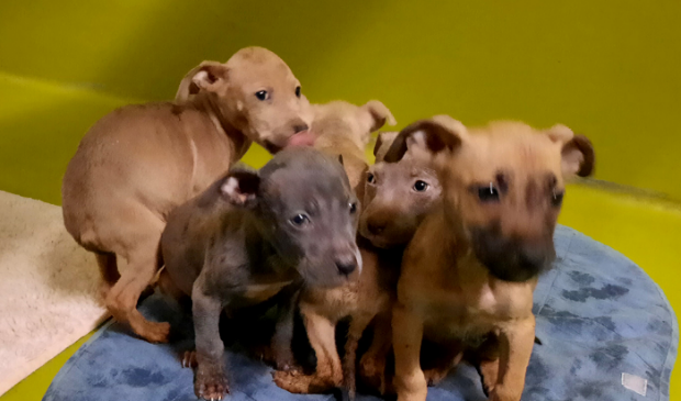 Een deel van de pups tijdens hun bezoek aan de dierenarts bij een opvangcentrum van de Dierenbescherming.
