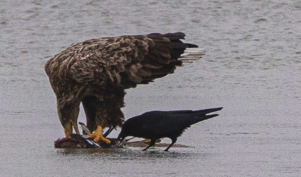 Zeearend die lekker eet en steeds geplaagd wordt door kraai die ook mee wil eten