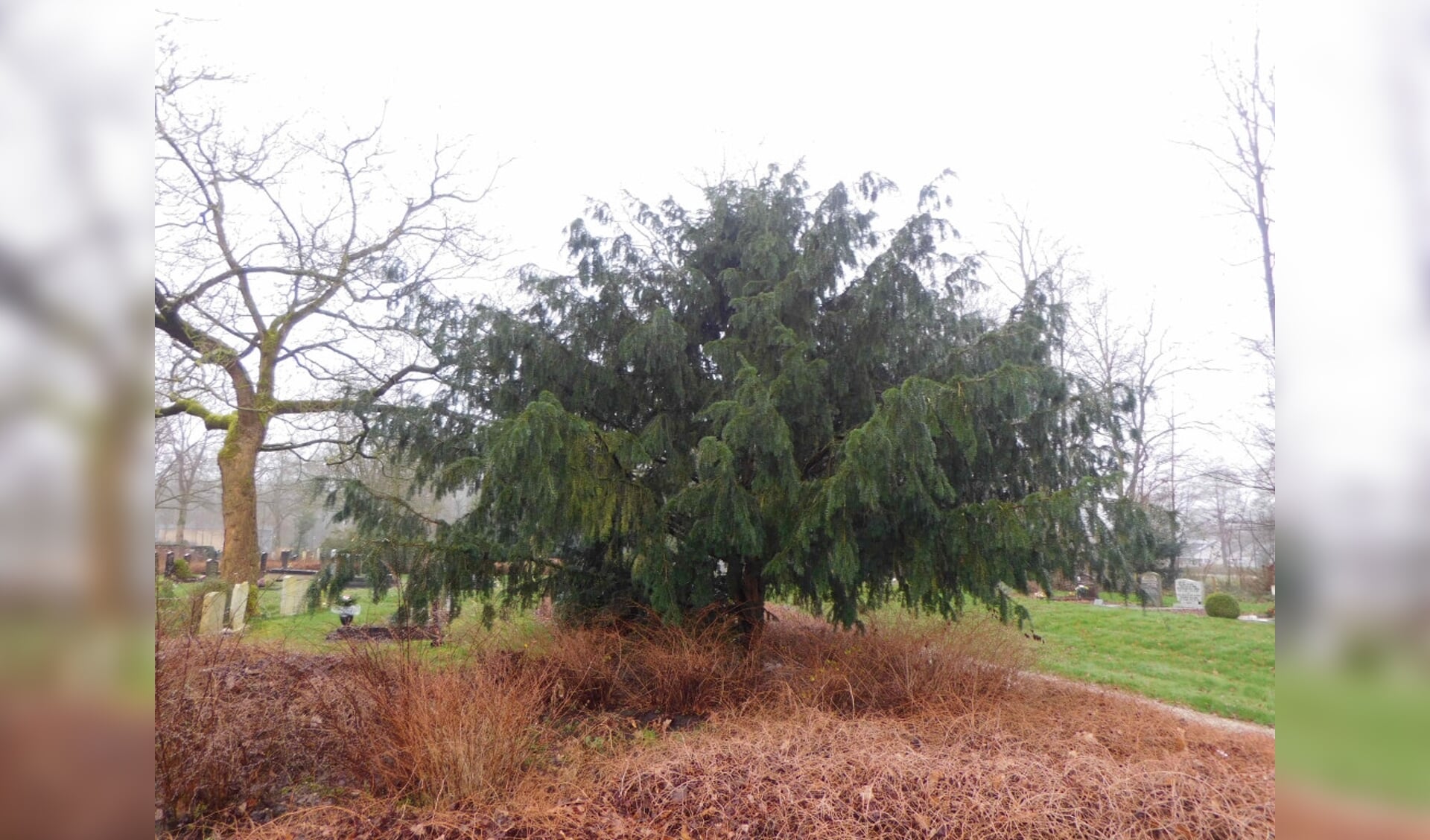  Venijnbomen van begraafplaats De Wissel.
