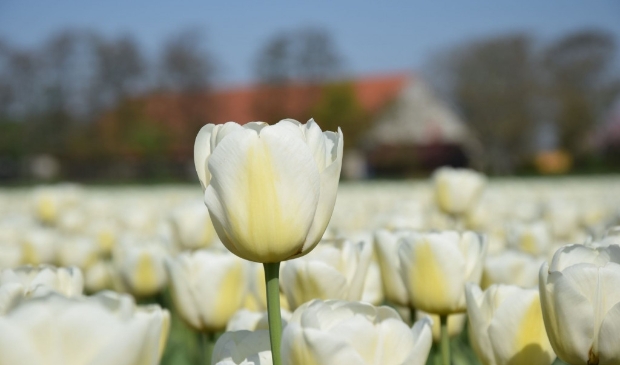 <p>Tulpenroute Flevoland (archieffoto)</p>