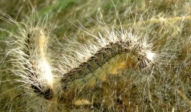 <p>Eikenprocessierups</p>