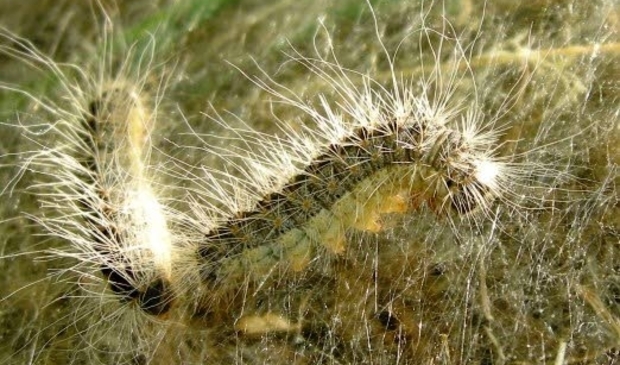 <p>Eikenprocessierups</p>