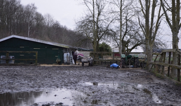 De huidige paardenweides in Swifterbant-zuid.