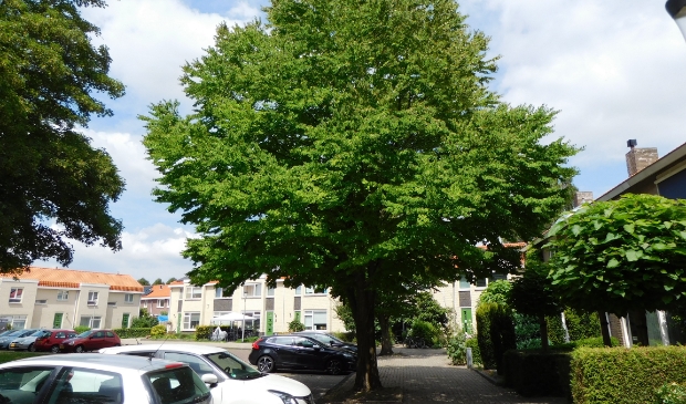 De Katsurabomen op de Voorplecht