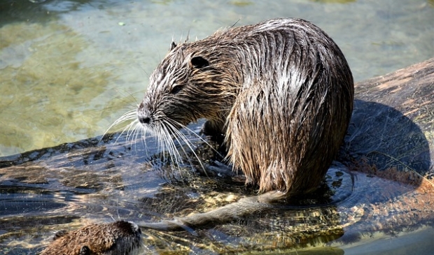 Muskusrat