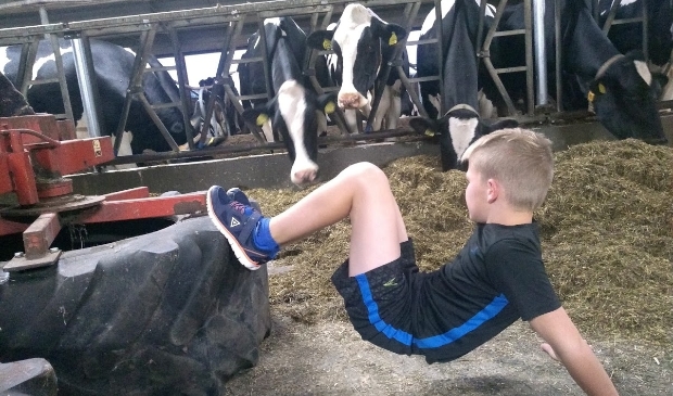 trainen tussen de koeien tijdens de BoerEn Bootcamp