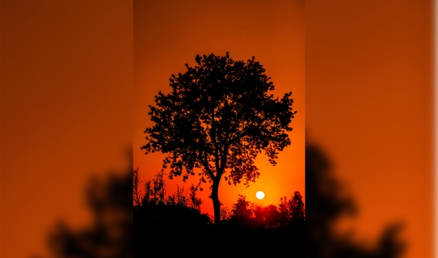 Boom tijdens zonsondergang