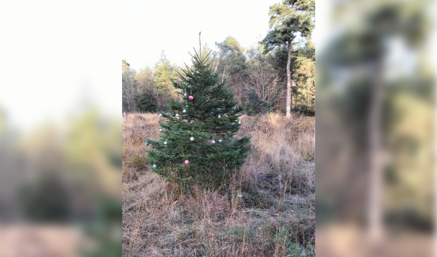 Kerstboom op de Woldberg