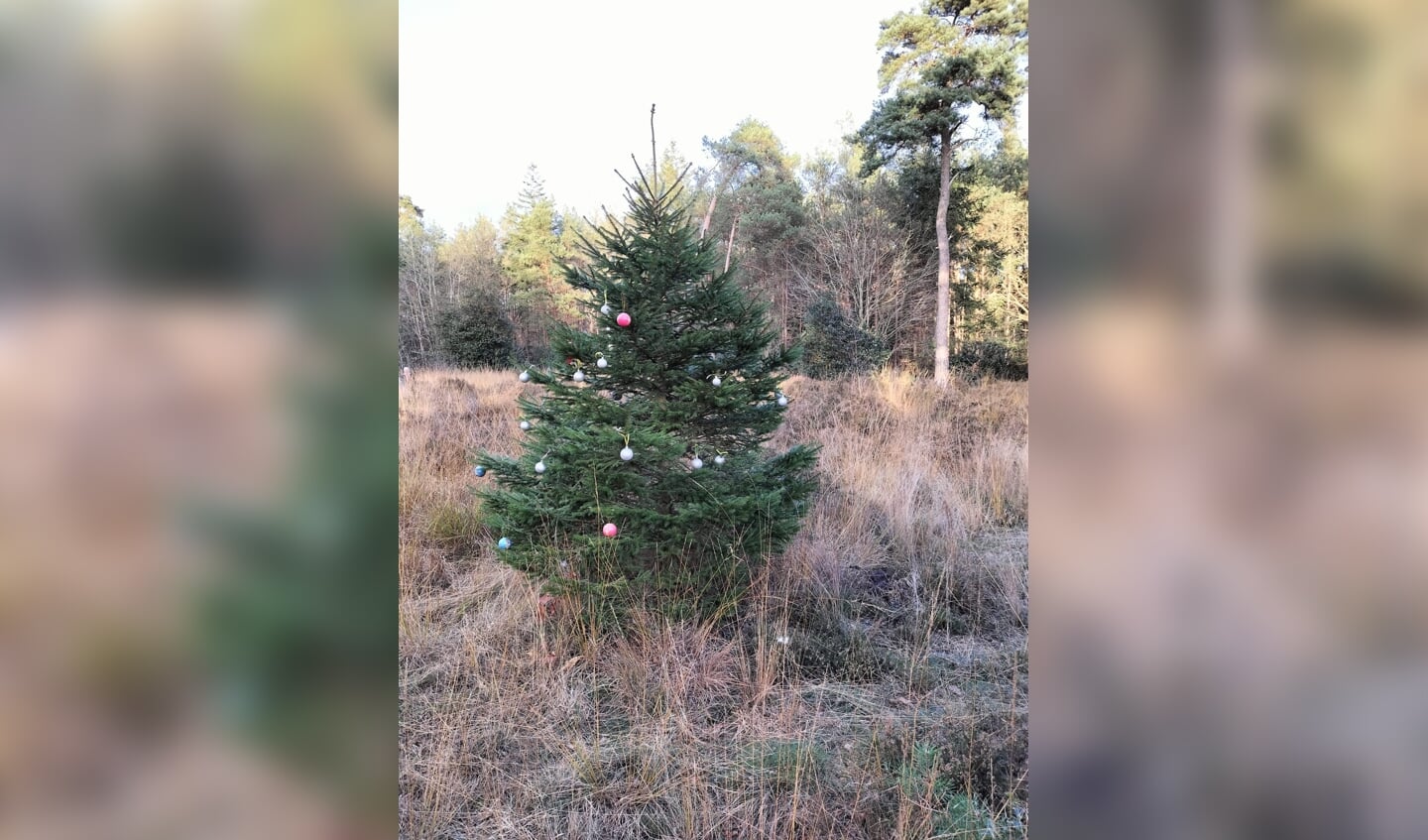 Kerstboom op de Woldberg