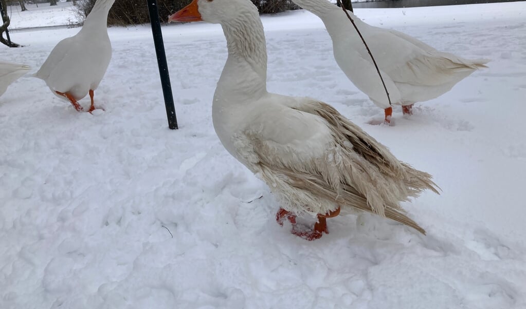 De ganzen in het park hebben volgens Van de Stouwe te lijden onder het koude weer.