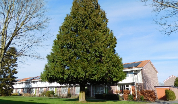 De lawsoncipres in Biddinghuizen.