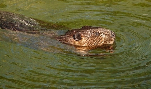Bever
