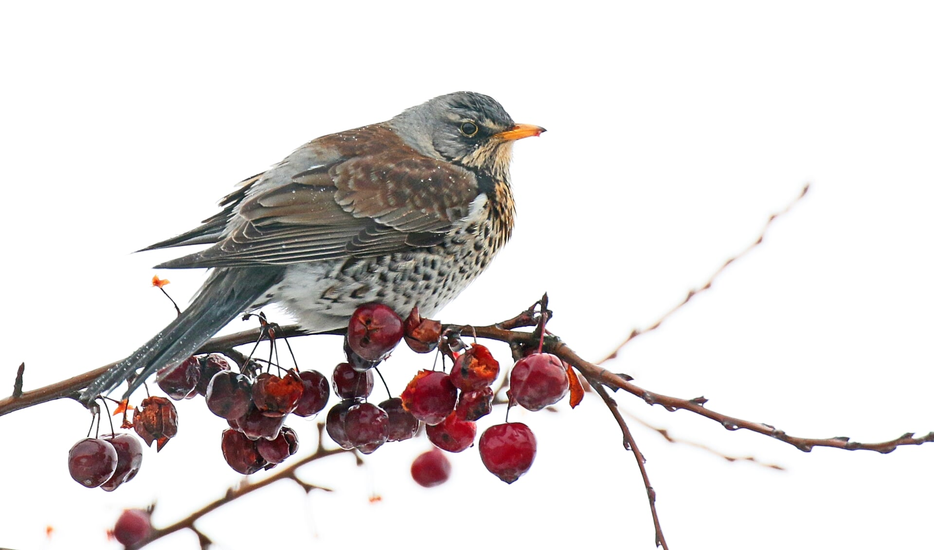 Kramsvogel op malusboom