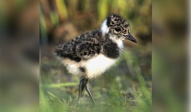 <p>jonge Kievit</p>