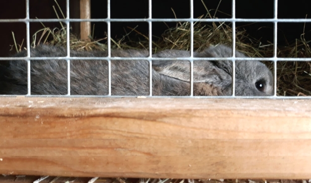 <p>Een opvangkonijn bij Flappus wacht op een nieuw baasje</p>