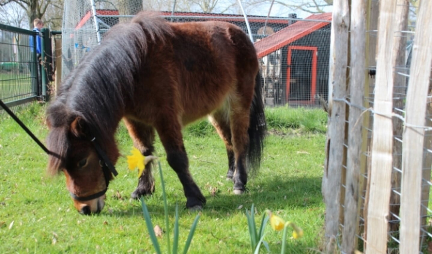 Pony in dierenweide Dieze-Oost in lentesfeer.