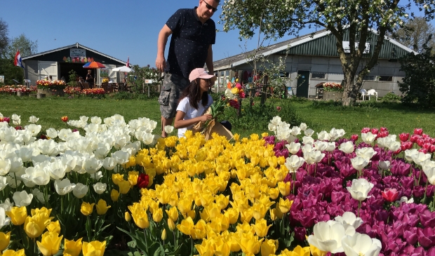 Tulpen bij de Kalverschuur.