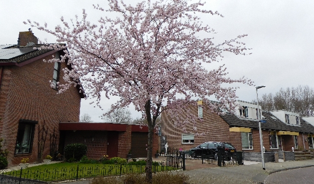 Japanse sierkers.