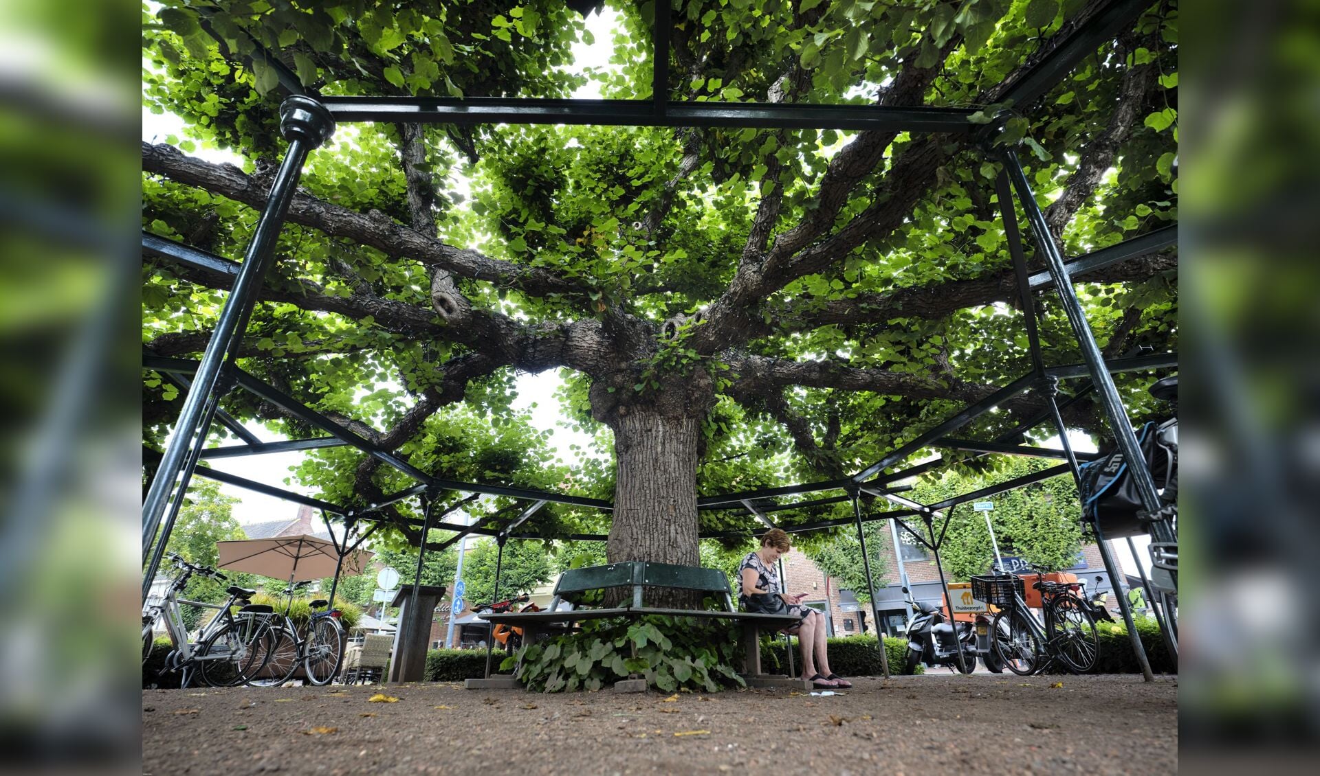 Moeierboom te Etten-Leur, winnaar Boom van het Jaar 2020