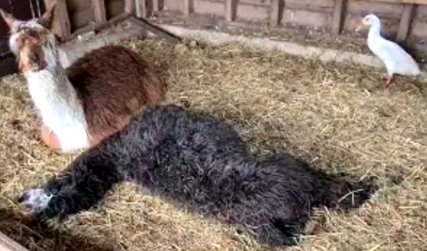 <p>Het maatje van Billy rouwde een dag lang naast hem</p>