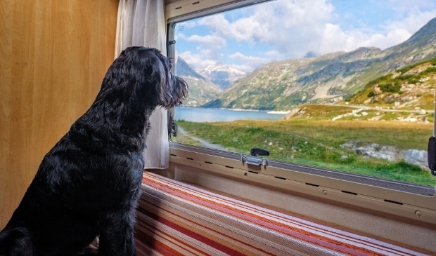 <p>Kamperen op een camping in Denemarken. Zelfs de hond vindt dat leuk! </p>