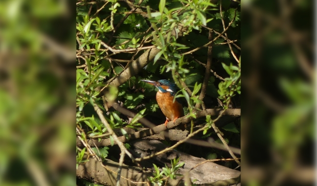 Een ijsvogel op een tak
