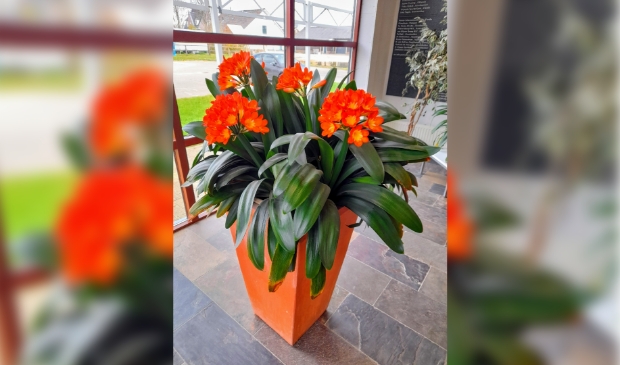 CLIVIA