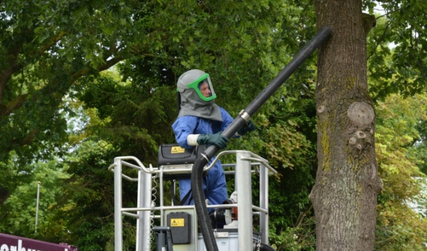 De gemeente Dronten begint volgende maand weer met het wegzuigen van de rupsen.
